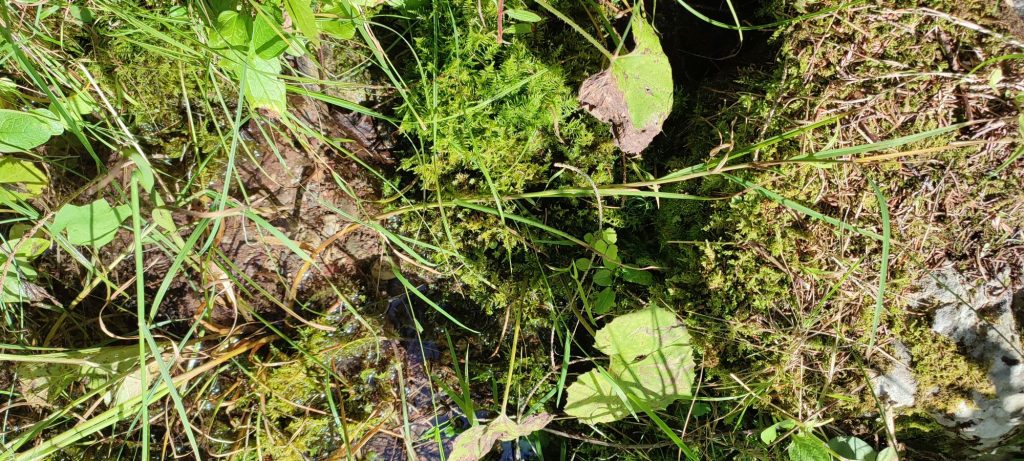 Prameň pod lokalitou Klucmanová 1, Černová 01