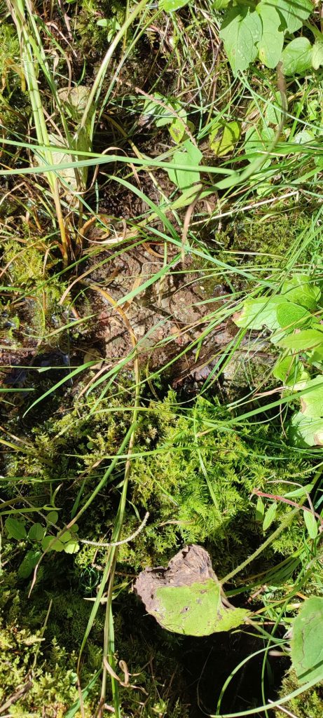 Prameň pod lokalitou Klucmanová 1, Černová 02