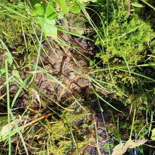 Prameň pod lokalitou Klucmanová 1, Černová