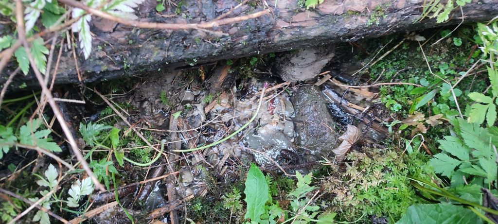 Prameň pod prameňom Klucmanová, Černová 02 Prameň pod prameňom Klucmanová, Černová 02