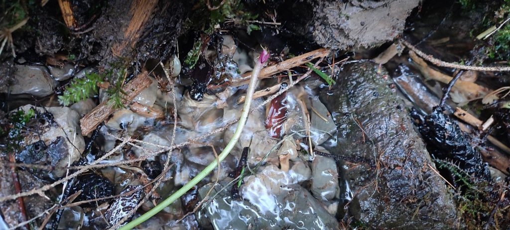 Prameň pod prameňom Klucmanová, Černová 03 Prameň pod prameňom Klucmanová, Černová 03