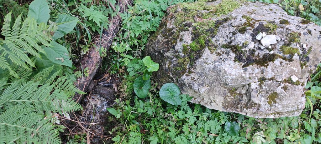 Prameň pod prameňom Klucmanová, Černová 04 Prameň pod prameňom Klucmanová, Černová 04