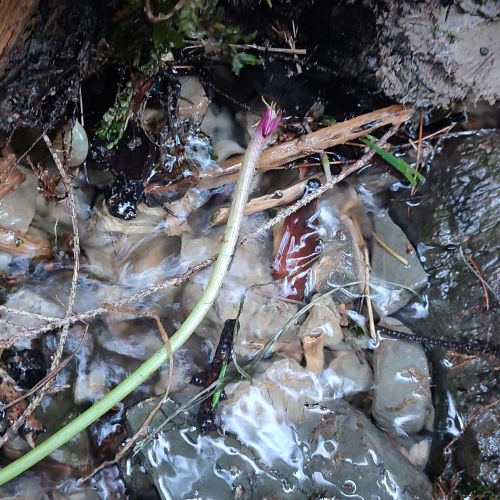 Prameň pod prameňom Klucmanová, Černová