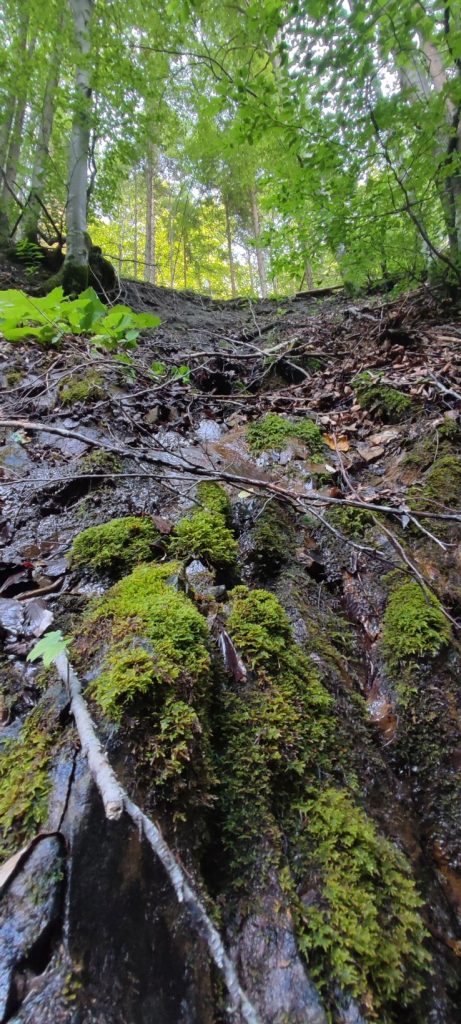 Prameň pod starou cestou, Černová 04