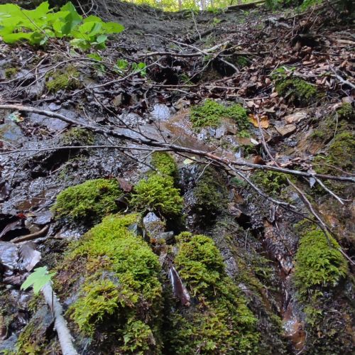 Prameň pod starou cestou, Černová