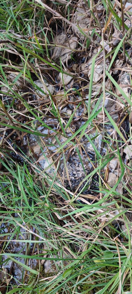 Prameň pri ceste pod Blatnivou, Černová 01