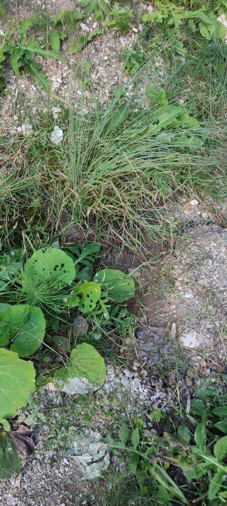 Prameň pri ceste pod Blatnivou, Černová 03