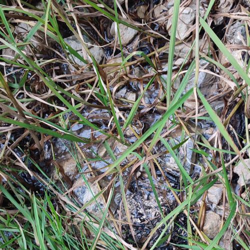 Prameň pri ceste pod Blatnivou, Černová