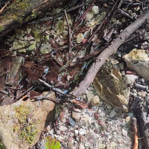 Pramenisko nad Červenou skalou, Černová