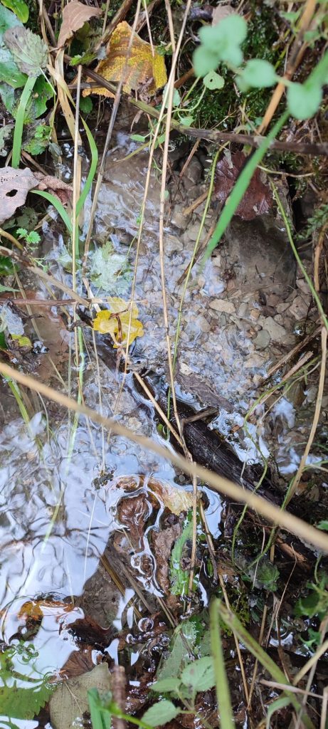 Prameň pod Kútnym vrchom, Hubová 02