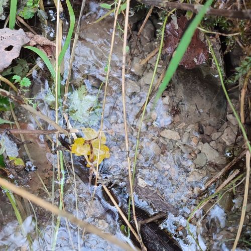 Prameň pod Kútnym vrchom, Hubová