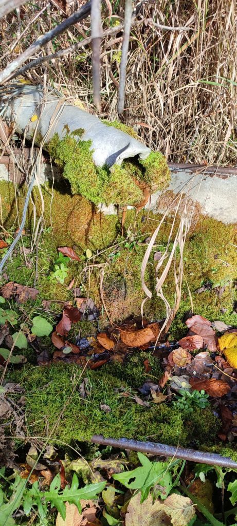 Prameň pod Sedlom Poľana 2, Hubová 03