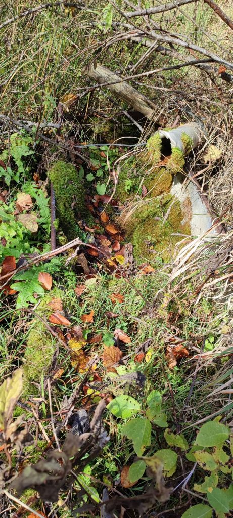 Prameň pod Sedlom Poľana 2, Hubová 04